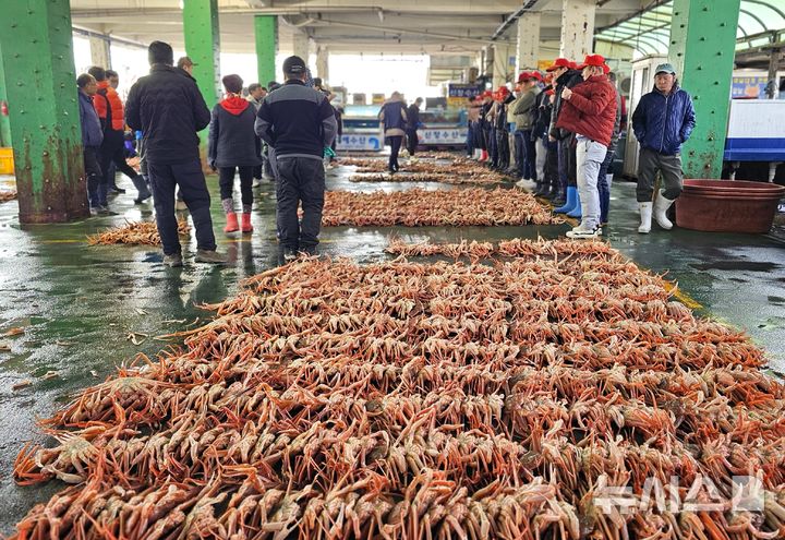 [포항=뉴시스] 송종욱 기자 = 포항 구룡포수협 대게 위판 모습. 2026.04.27. sjw@newsis.com