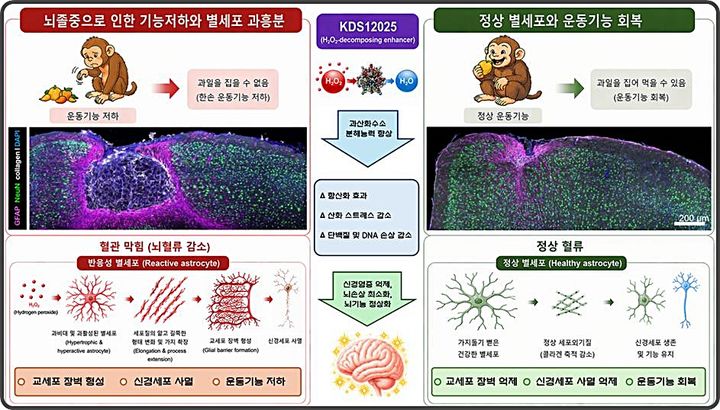 [대전=뉴시스] 허혈성 뇌졸중에서 별세포의 1형 콜라겐 생성 및 신경세포 사멸 모식도.(사진=IBS 제공) *재판매 및 DB 금지