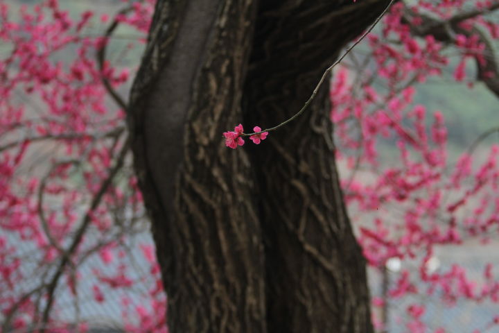 [구례=뉴시스] 화엄사 홍매화·들매화 사진 콘테스트 전문가부문 대상작. 곽윤섭 -정적속의 개화. (사진=화엄사 제공) 2026.04.27. photo@newsis.com *재판매 및 DB 금지