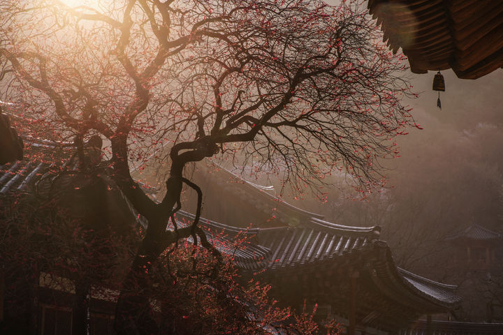 [구례=뉴시스] 화엄사 홍매화·들매화 사진 콘테스트 전문가부문 우수상. 임선미 -끝자락의 미. (사진=화엄사 제공) 2026.04.27. photo@newsis.com&nbsp; *재판매 및 DB 금지