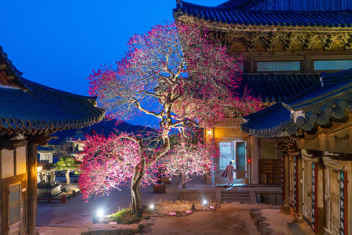 [구례=뉴시스] 화엄사 홍매화·들매화 사진 콘테스트 전문가부문 최우수상. 이재형 -홍매화 아래 새벽 예불에 피어난 서원. (사진=화엄사 제공) 2026.04.27. photo@newsis.com *재판매 및 DB 금지