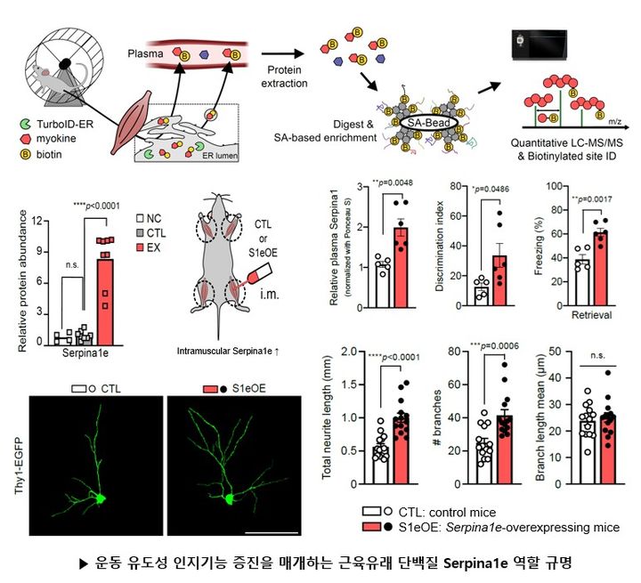 [대구=뉴시스] 운동 유도성 인지기능 증진을 매개하는 근육유래 단백질 Serpina1e 역할 규명 요약. (사진=한국뇌연구원 제공) 2026.04.27. photo@newsis.com *재판매 및 DB 금지