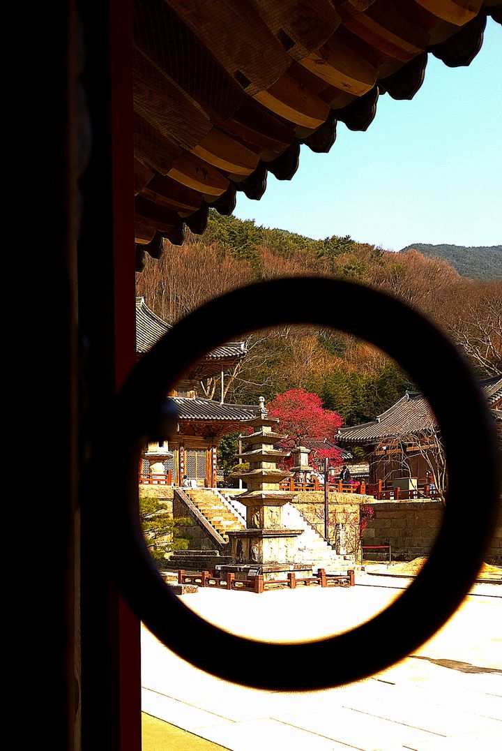 [구례=뉴시스] 화엄사 홍매화·들매화 사진 콘테스트 휴대폰부문 최우수상. 김향숙 -한옥 문 고리 너머로 본 홍매화. (사진=화엄사 제공) 2026.04.27. photo@newsis.com *재판매 및 DB 금지