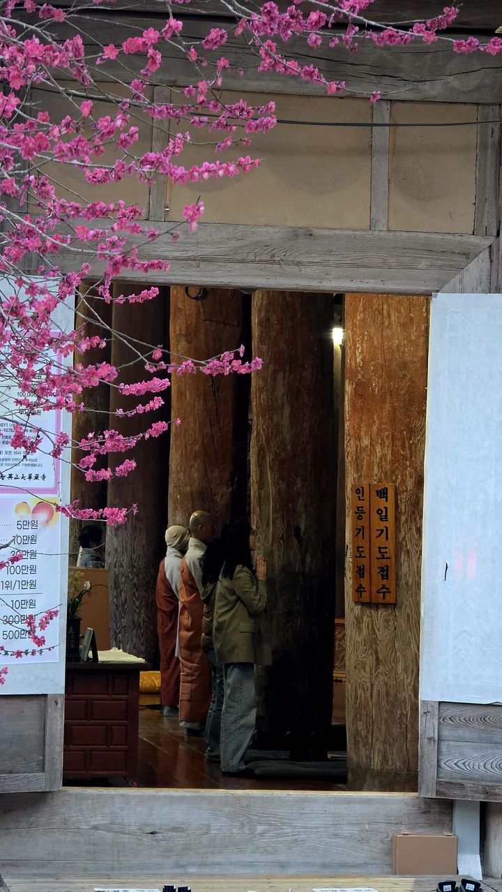 [구례=뉴시스] 화엄사 홍매화·들매화 사진 콘테스트 휴대폰부문 수상작. (사진=화엄사 제공) 2026.04.27. photo@newsis.com *재판매 및 DB 금지