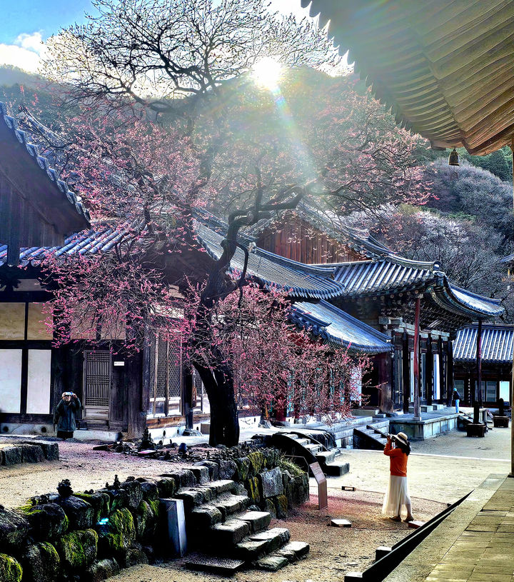 [구례=뉴시스] 화엄사 홍매화·들매화 사진 콘테스트 휴대폰부문 수상작. (사진=화엄사 제공) 2026.04.27. photo@newsis.com *재판매 및 DB 금지