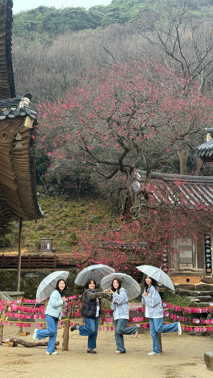 [구례=뉴시스] 화엄사 홍매화·들매화 사진 콘테스트 휴대폰부문 수상작. (사진=화엄사 제공) 2026.04.27. photo@newsis.com *재판매 및 DB 금지