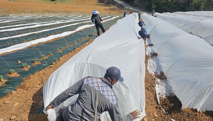 노지 수박 부직포 설치하는 단양 농가 *재판매 및 DB 금지