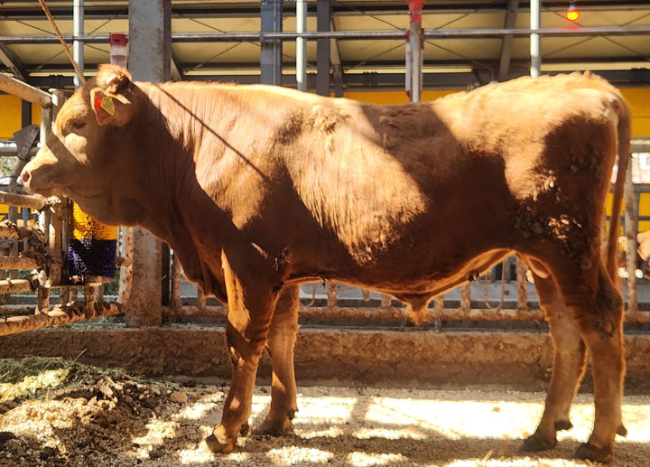 [나주=뉴시스] 국가 공인 씨수소로 뽑힌 전남농업기술원 한우 씨수소(KPN1995). (사진 = 전남농기원 제공). 2026.04.28. photo@newsis.com *재판매 및 DB 금지