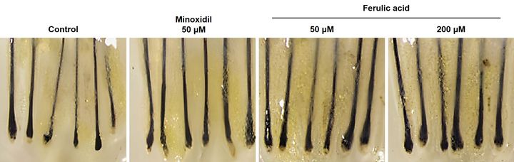 천궁 추출물 유래 발모 촉진 성분의 모발 성장기 유지 및 두께 실험 결과. (사진=LG생활건강) *재판매 및 DB 금지