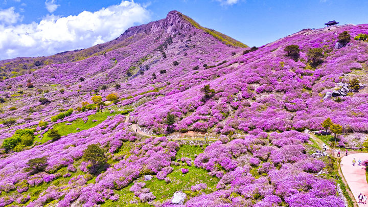 [산청=뉴시스] 지난해 산청 황매산 모습 (사진=산청군 제공) 2026. 04. 28. photo@newsis.com *재판매 및 DB 금지