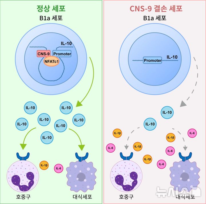 [포항=뉴시스] = 포스텍 생명과학과·융합대학원 임신혁 교수 연구팀이 동국대 바이오제약공학과 소재선 교수 연구팀과 체내 '면역의 과열'을 식히는 핵심 스위치를 찾아내는 데 성공했다. 사진은 B1a 세포에서 NFATc1–CNS-9 축을 통한 IL-10 발현 조절 모식도. (사진=포스텍 제공) 2026.04.28. photo@newsis.com