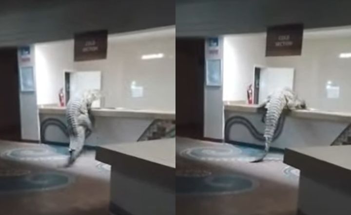 [서울=뉴시스] 아프리카 빅토리아 폭포 인근의 한 호텔에서 악어가 나타나 직원과 투숙객들을 놀라게 하는 일이 벌어졌다. (사진=A'Zambezi River Lodge 호텔 페이스북 갈무리) *재판매 및 DB 금지