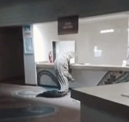 [서울=뉴시스] 아프리카 빅토리아 폭포 인근의 한 호텔에서 악어가 나타나 직원과 투숙객들을 놀라게 하는 일이 벌어졌다. (사진=A'Zambezi River Lodge 호텔 페이스북 갈무리) *재판매 및 DB 금지