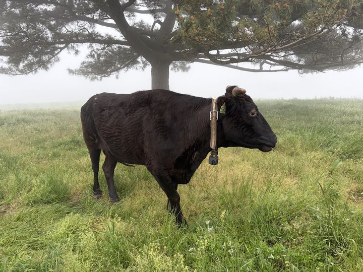 [세종=뉴시스] 농촌진흥청은 '제주흑우' 번식우 30마리를 오는 9월 4일까지 제주 중산간 지역 55㏊ 규모 초지 8개 구역에 순환 방목한다고 28일 밝혔다. 사진은 제주흑우. (사진=농진청 제공) 2026.04.28. photo@newsis.com *재판매 및 DB 금지