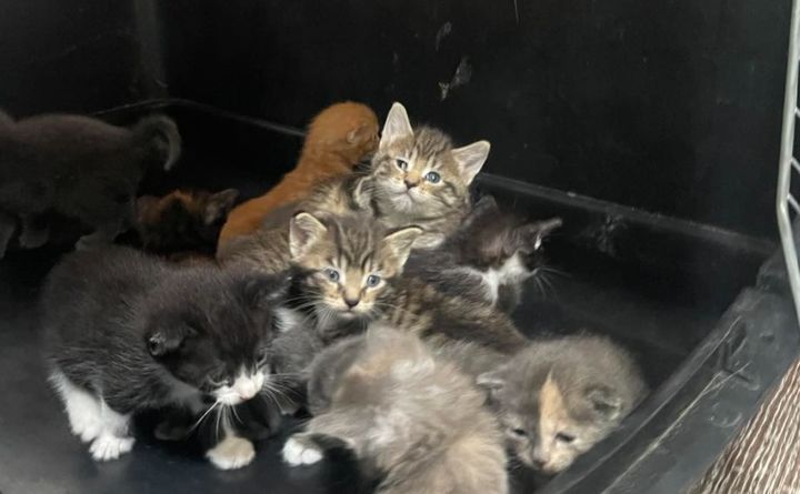 [서울=뉴시스] 미국의 한 주택에서 새끼 고양이 60여마리를 포함해 100마리가 넘는 고양이가 방치된 채 발견돼 현지 동물 보호 단체들이 긴급 구조에 나섰다. (사진=HSDC 페이스북 캡처) *재판매 및 DB 금지