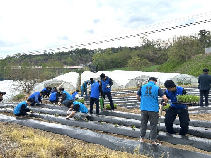 [횡성=뉴시스] 건강보험심사평가원 임직원들이 농촌봉사활동을 하고 있다. (사진=횡성군 제공) 2026.04.28. photo@newsis.com *재판매 및 DB 금지