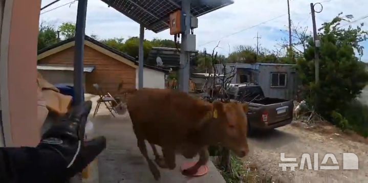 [신안=뉴시스] 28일 낮 12시47분께 전남 신안군 한 축사에서 소 한 마리가 탈출해 당국이 포획에 나서고 있다. (사진 = 전남소방본부 제공) 2026.04.28. photo@newsis.com 