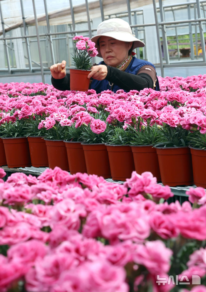 [인천=뉴시스] 전진환 기자 = 28일 인천시 서구 인천환경공단 청라사업소에서 관계자들이 소각열을 이용해 재배하는 카네이션을 가꾸고 있다. 이 카네이션은 가정의 달인 5월 복지단체 및 지역주민들에게 전달할 예정이다. 2026.04.28. amin2@newsis.com
