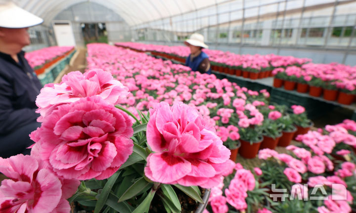 [인천=뉴시스] 전진환 기자 = 28일 인천시 서구 인천환경공단 청라사업소에서 관계자들이 소각열을 이용해 재배하는 카네이션을 가꾸고 있다. 이 카네이션은 가정의 달인 5월 복지단체 및 지역주민들에게 전달할 예정이다.&nbsp; 2026.04.28. amin2@newsis.com