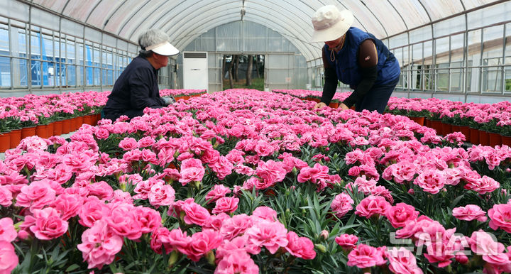 [인천=뉴시스] 전진환 기자 = 28일 인천시 서구 인천환경공단 청라사업소에서 관계자들이 소각열을 이용해 재배하는 카네이션을 가꾸고 있다. 이 카네이션은 가정의 달인 5월 복지단체 및 지역주민들에게 전달할 예정이다. 2026.04.28. amin2@newsis.com