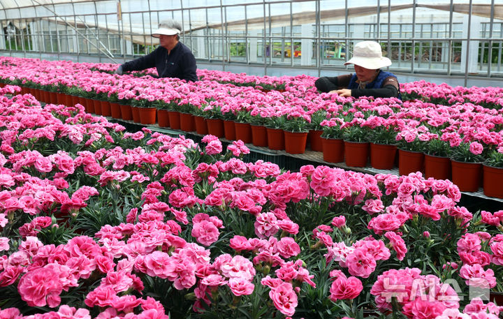 [인천=뉴시스] 전진환 기자 = 28일 인천시 서구 인천환경공단 청라사업소에서 관계자들이 소각열을 이용해 재배하는 카네이션을 가꾸고 있다. 이 카네이션은 가정의 달인 5월 복지단체 및 지역주민들에게 전달할 예정이다. 2026.04.28. amin2@newsis.com