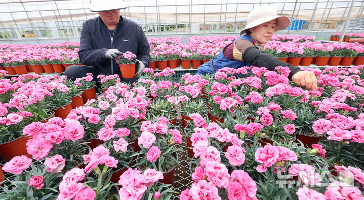 [인천=뉴시스] 전진환 기자 = 28일 인천시 서구 인천환경공단 청라사업소에서 관계자들이 소각열을 이용해 재배하는 카네이션을 가꾸고 있다. 이 카네이션은 가정의 달인 5월 복지단체 및 지역주민들에게 전달할 예정이다. 2026.04.28. amin2@newsis.com