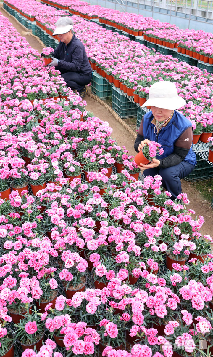 [인천=뉴시스] 전진환 기자 = 28일 인천시 서구 인천환경공단 청라사업소에서 관계자들이 소각열을 이용해 재배하는 카네이션을 가꾸고 있다. 이 카네이션은 가정의 달인 5월 복지단체 및 지역주민들에게 전달할 예정이다. 2026.04.28. amin2@newsis.com
