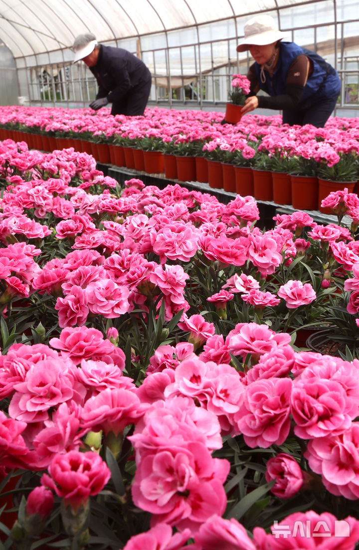 [인천=뉴시스] 전진환 기자 = 28일 인천시 서구 인천환경공단 청라사업소에서 관계자들이 소각열을 이용해 재배하는 카네이션을 가꾸고 있다. 이 카네이션은 가정의 달인 5월 복지단체 및 지역주민들에게 전달할 예정이다. 2026.04.28. amin2@newsis.com