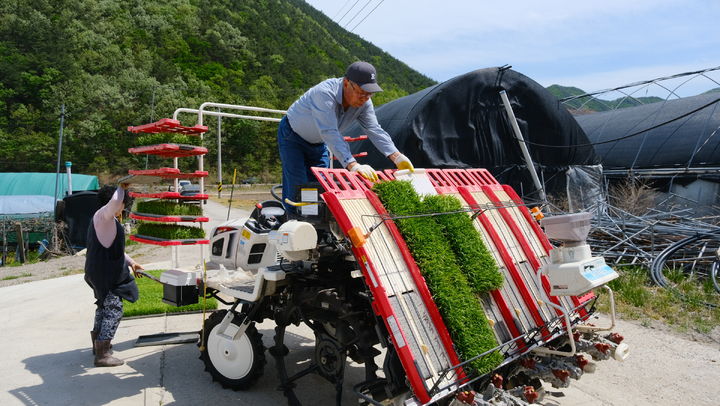 영동군 첫 모내기 남기생씨 농가(사진=영동군 제공) *재판매 및 DB 금지