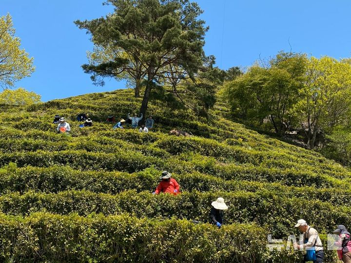 지리산 봄의 시작…하동차 '우전·세작' 수확