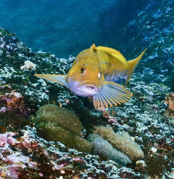[부산=뉴시스] 쥐노래미. (사진=한국수산자원공단 제공) 2026.04.29. photo@newsis.com *재판매 및 DB 금지