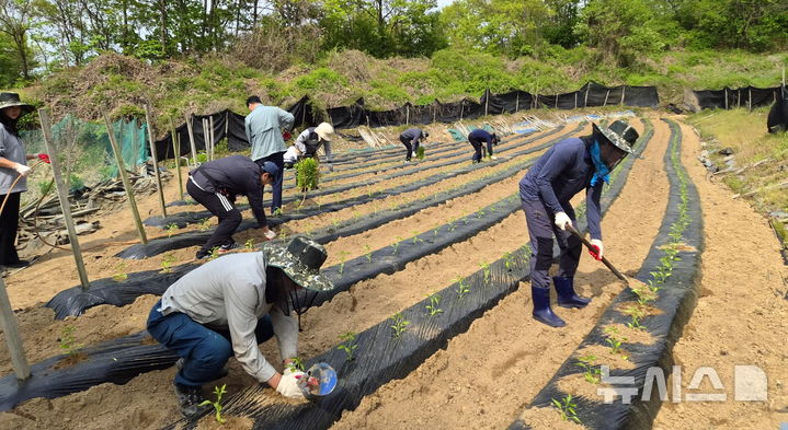 [음성소식]군청 홍보실, 원남면서 '농가 일손 돕기' 구슬땀 등
