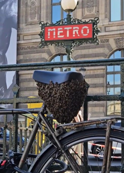 [서울=뉴시스] 프랑스 파리의 루브르 박물관 앞 지하철역 인근에 주차된 자전거에 1만 마리가 넘는 벌떼가 몰려드는 소동이 빚어졌다. 사진 인스타그램 캡처 *재판매 및 DB 금지