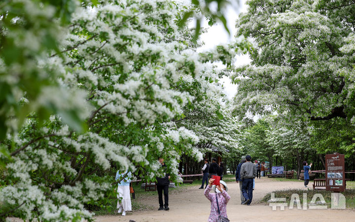 [대구=뉴시스] 이무열 기자 = 29일 대구 달성군 옥포읍 교항리 이팝나무 군락지에 꽃이 눈송이처럼 하얗게 피어 있다. 2026.04.29. lmy@newsis.com
