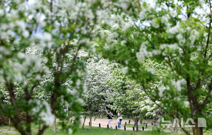 [대구=뉴시스] 이무열 기자 = 29일 대구 달성군 옥포읍 교항리 이팝나무 군락지에 꽃이 눈송이처럼 하얗게 피어 있다. 2026.04.29. lmy@newsis.com