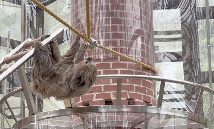 [광주=뉴시스] 광주우치동물원 '두발가락나무늘보'. (사진=광주우치공원관리사무소 제공). photo@newsis.com *재판매 및 DB 금지