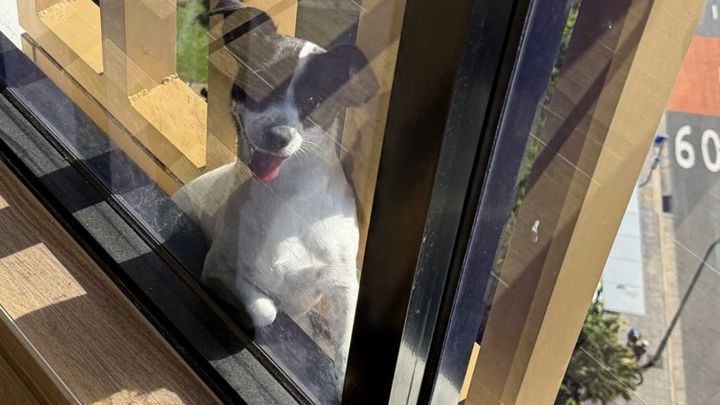 [서울=뉴시스] 지난 25일 호주의 한 아파트에서 탈출한 뒤 실종됐던 개 '엘비'가 난간에 갇힌 채 며칠을 버티다 구조됐다. (사진='Not a Pinko' X 계정 캡처)