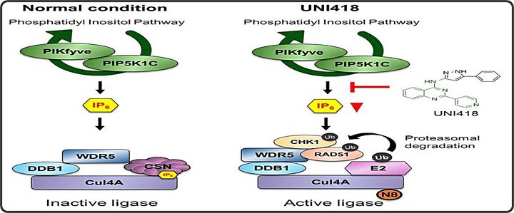 [대전=뉴시스] IBS가 암세포의 DNA 복구능력을 억제하는 새로운 화합물 'UNI418'을 발견했다. UNI418은 IP6 신호를 조절해 단백질 분해 시스템을 활성화시키고 DNA 복구 단백질을 선택적으로 제거해 암세포의 생존능력을 약화시킨다.(사진=IBS 제공) *재판매 및 DB 금지