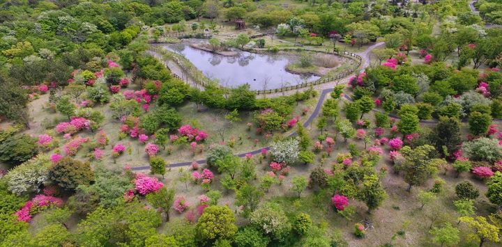 [제주=뉴시스] 주홍빛으로 꽃을 피운 한라생태숲 참꽃나무. (사진=제주도 제공) photo@newsis.com *재판매 및 DB 금지