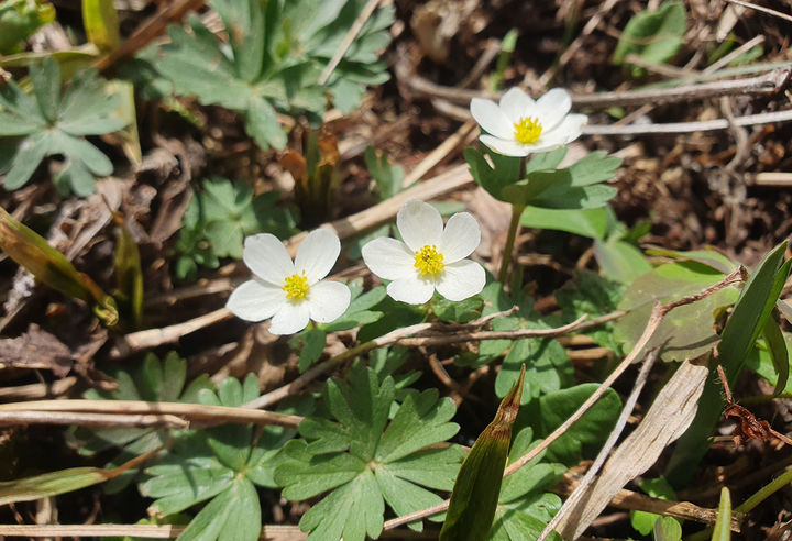 태백산국립공원에 만개한 홀아비바람꽃.(사진=태백산국립공원 제공) *재판매 및 DB 금지