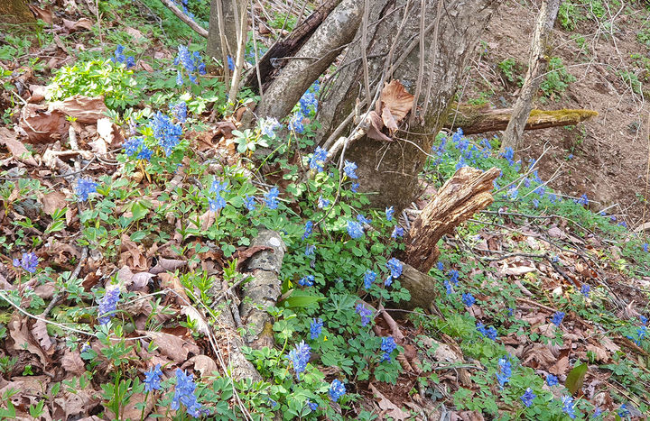 태백산국립공원 탐방로 주변에 만개한 현호색 군락지.(사진=태백산국립공원 제공) *재판매 및 DB 금지