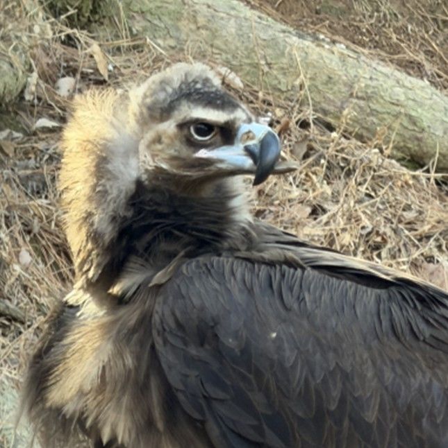 청주동물원에서 보호중인 하나 *재판매 및 DB 금지