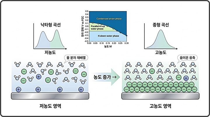 [대전=뉴시스] 전기 이중층 구조 변화로 나타나는 낙타형→종형 곡선 전이 연구도. 전해질 농도가 낮으면 물 분자의 재배열로 두 개의 봉우리를 가진 낙타형 곡선이 나타나고 농도가 높아지면 종형으로 바뀐다.(사진=KAIST 제공) *재판매 및 DB 금지