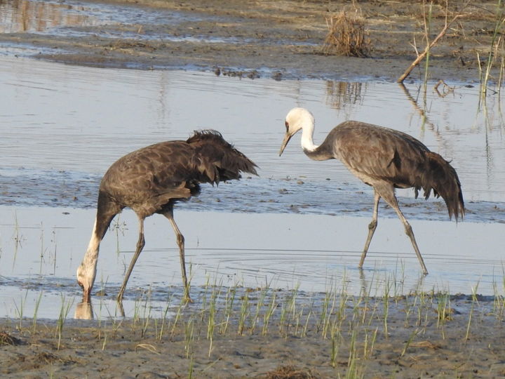 [순천=뉴시스] 순천만복원습지에서 먹이활동 하는 흑두루미 한쌍. (사진=순천시 제공) 2026.04.30. photo@newsis.com *재판매 및 DB 금지