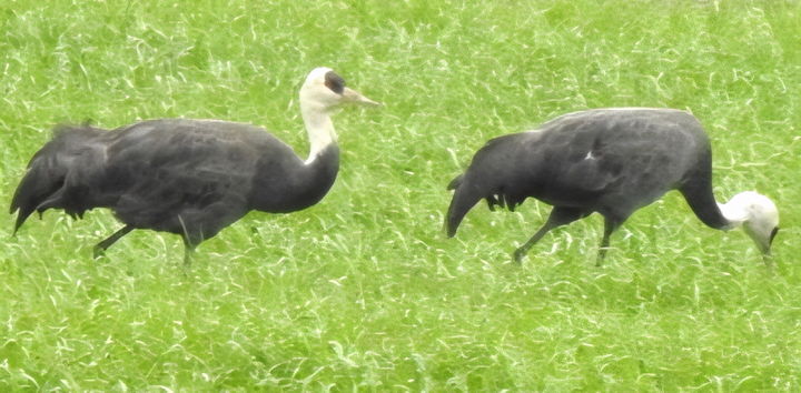 [순천=뉴시스] 순천만복원습지에서 먹이활동 하는 흑두루미 한쌍. (사진=순천시 제공) 2026.04.30. photo@newsis.com *재판매 및 DB 금지