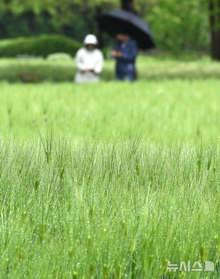[수원=뉴시스] 김종택기자 = 봄비가 내리는 3일 경기 수원시 권선구 탑동 시민농장을 찾은 시민들이 푸르게 피어난 청보리밭을 산책하고 있다. 2026.05.03. jtk@newsis.com