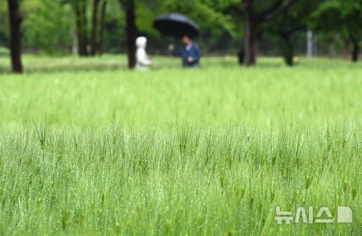 [수원=뉴시스] 김종택기자 = 봄비가 내리는 3일 경기 수원시 권선구 탑동 시민농장을 찾은 시민들이 푸르게 피어난 청보리밭을 산책하고 있다. 2026.05.03. jtk@newsis.com