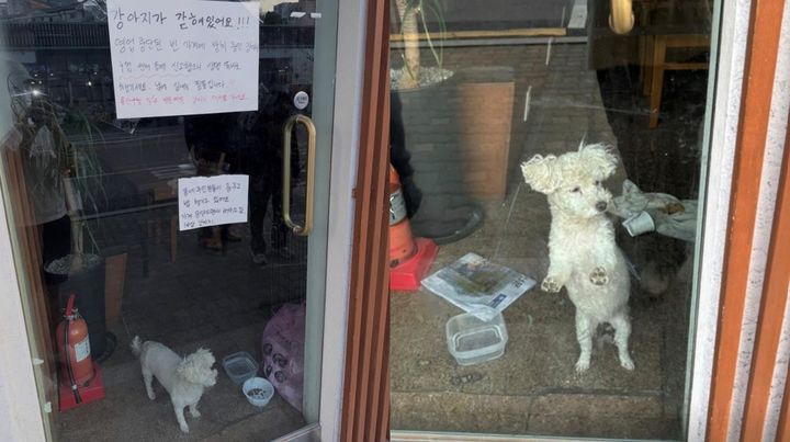 [서울=뉴시스] 서울 용산구의 한 횟집 현장 사진. 영업이 중단된 식당 유리문 안쪽에 강아지가 홀로 남겨져 있다. (사진 출처=스레드 캡처)