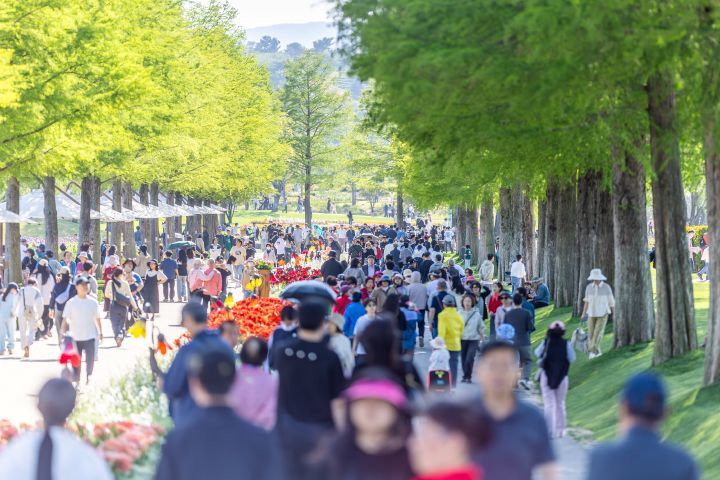 [순천=뉴시스] 순천만국가정원 낙우송길에 관람객이 북적이고 있다. 2026.05.04. photo@newsis.com *재판매 및 DB 금지