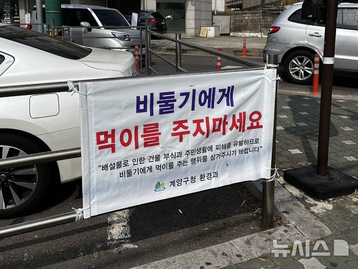 인천 계양구 "집비둘기 먹이주지 마요"…이유보니 '끄덕'